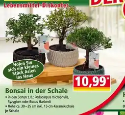 Norma Bonsai in der Schale Angebot