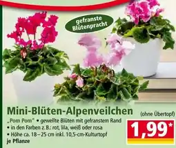 Norma Mini Blüten Alpenveilchen Angebot