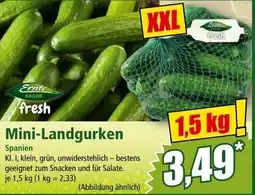 Norma Mini Landgurken Angebot