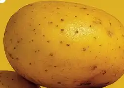 Lidl Speisekartoffeln Angebot