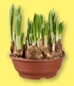 Lidl Narzissen-Schale Angebot