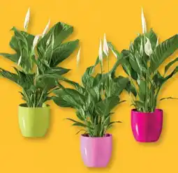 Lidl Spathiphyllum Angebot