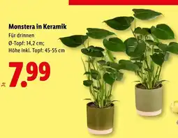 Lidl Monstera in Keramik Angebot