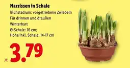 Lidl Narzissen in Schale Angebot