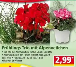 Norma Frühlings Trio mit Alpenveilchen Angebot