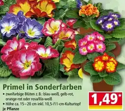 Norma Primel in Sonderfarben Angebot