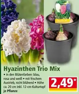 Norma Hyazinthen Trio Mix Angebot