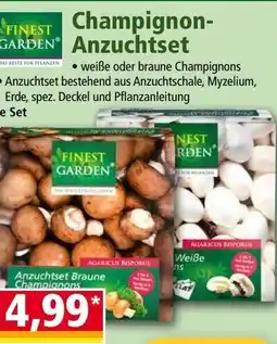 Norma Champignon- Anzuchtset Angebot