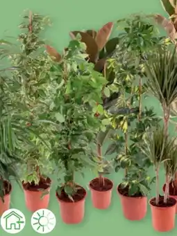 PENNY Grünpflanzen Mix Angebot