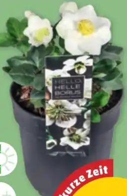 PENNY Schneerose Angebot