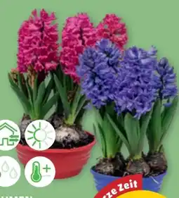 PENNY Blumenzwiebel-Schale Angebot