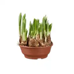 Lidl Narzissen in Schale Lidl Angebot