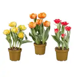 Lidl Tulpen Verschieden Blütenfarben Lidl Angebot