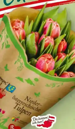 Billa Da komm' ich her Tulpen Angebot