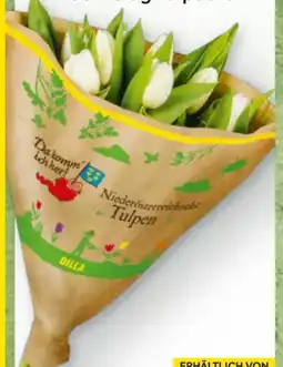 Billa Da komm' ich her Tulpen Angebot