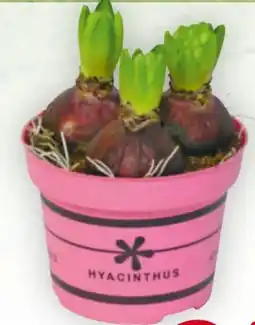 Billa Hyazinthen Angebot