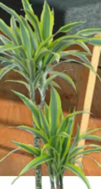 OBI Grünpflanzen Angebot