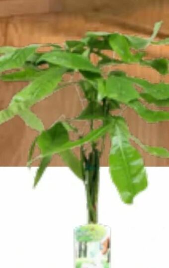 OBI Grünpflanzen Angebot