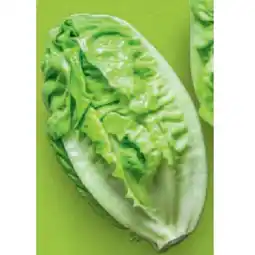 Hofer Bio-Salatherzen HOFER Angebot