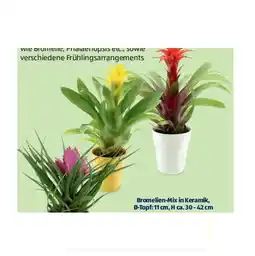 Hofer Blühpflanze Bromelien-Mix in Keramik, Ø-Topf: 11 cm, H ca. 30 - 42 cm HOFER Angebot