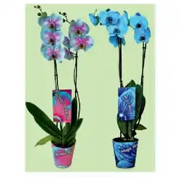 Hofer Blühpflanze Phalaenopsis gefärbt, Ø-Topf: ca. 13 cm, H ca. 55 - 70 cm HOFER Angebot