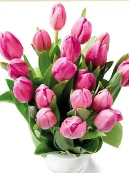 Eurospar Tulpen Angebot