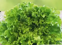 Eurospar Spar Natur pur Bio-Gentilina Angebot