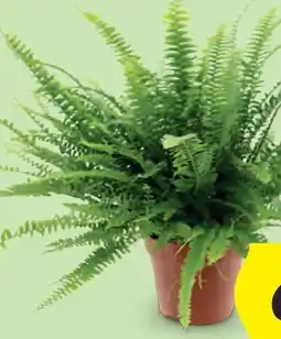 Hofer Zimmerpflanze Angebot