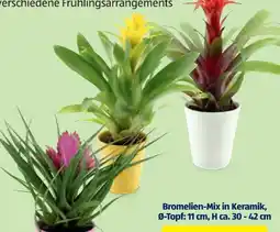 Hofer Blühpflanze Angebot