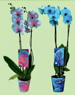 Hofer Phalaenopsis Angebot