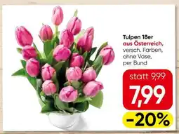 Eurospar Tulpen 18er Angebot
