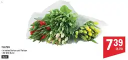 Metro Tulpen Angebot