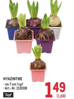 Metro Hyazinthe Angebot