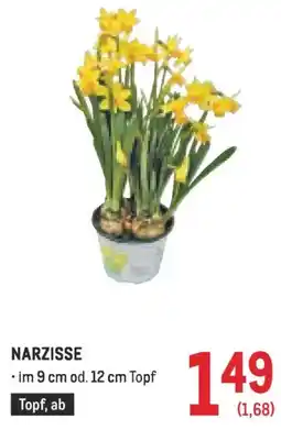 Metro Narzisse Angebot