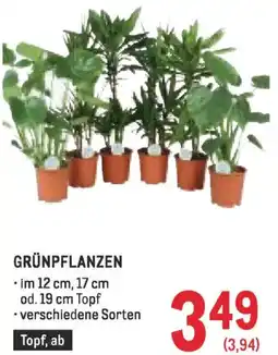 Metro Grünpflanzen Angebot