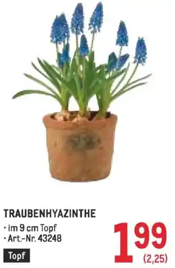 Metro Traubenhyazinthe Angebot