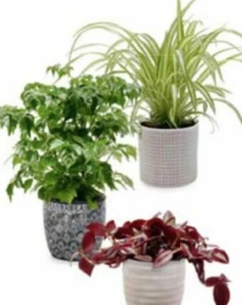 Hofer Grünpflanzen Angebot