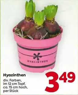 Billa Hyazinthen Angebot