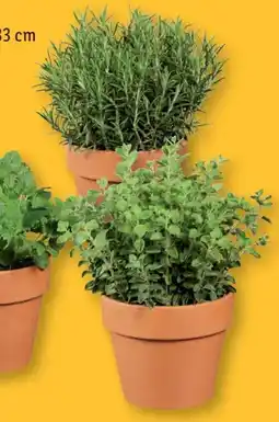 Lidl Italienische Kräuter Angebot