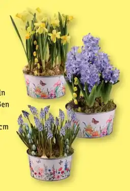 Lidl Zinkschale Frühling Angebot