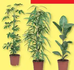 Lidl Grünpflanzen Angebot