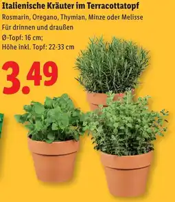 Lidl Italienische Kräuter im Terracottatopf Angebot