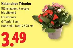 Lidl Kalanchoe Tricolor Angebot