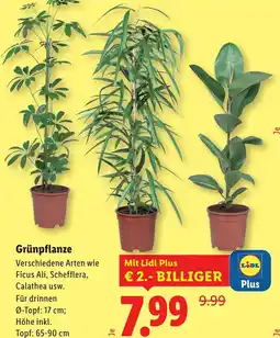 Lidl Grünpflanze Angebot