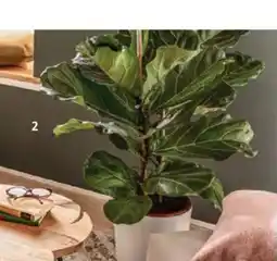 Bauhaus Piardino geigenfeige bambino Angebot