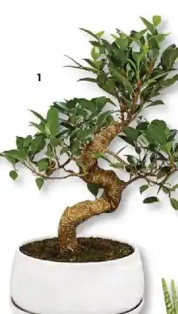 Bauhaus bonsai Angebot