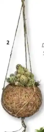 Bauhaus Piardino kaktus in kokodama-ampel Angebot