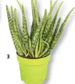 Bauhaus Aloe vera Angebot