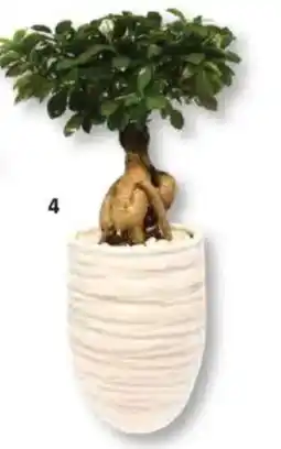 Bauhaus Piardino bonsai Angebot