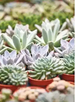 Bauhaus Mini-sukkulente Angebot